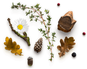 home herbal slider pic